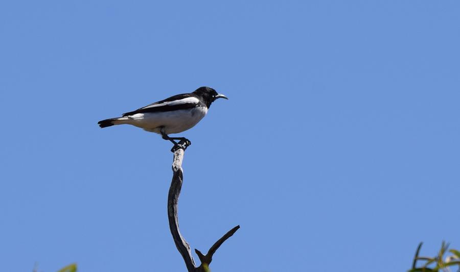 Honeyeater Pied-0002.JPG